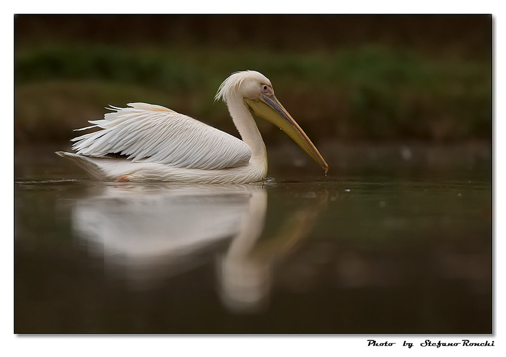 Pellicano e riflesso