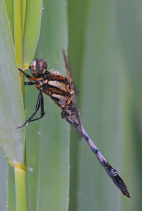Orthetrum albistylum maschio....