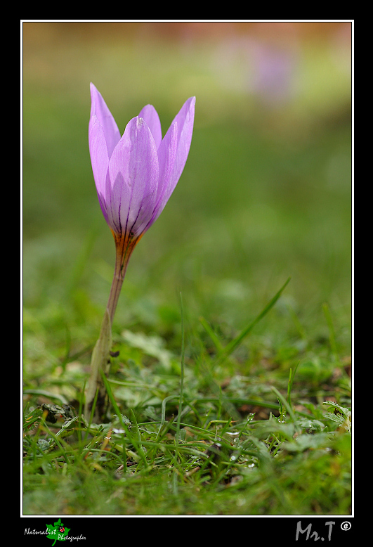 Crocus dell'etna