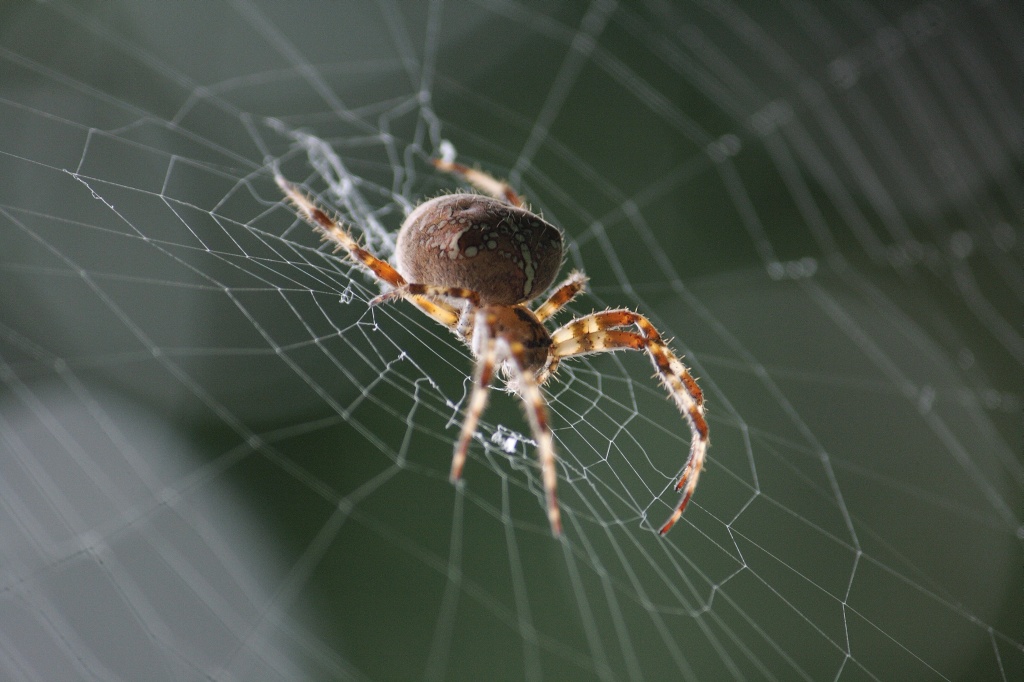 In attesa di una preda...