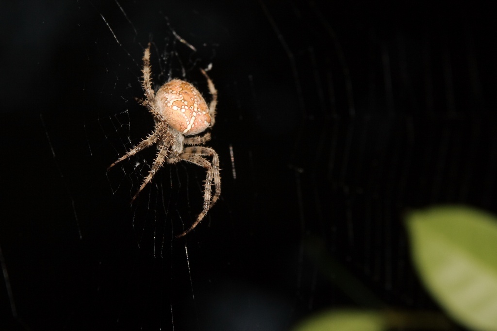 L'ospite per cena � in ritardo...