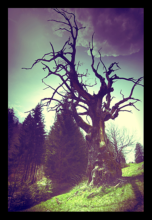 tree of death