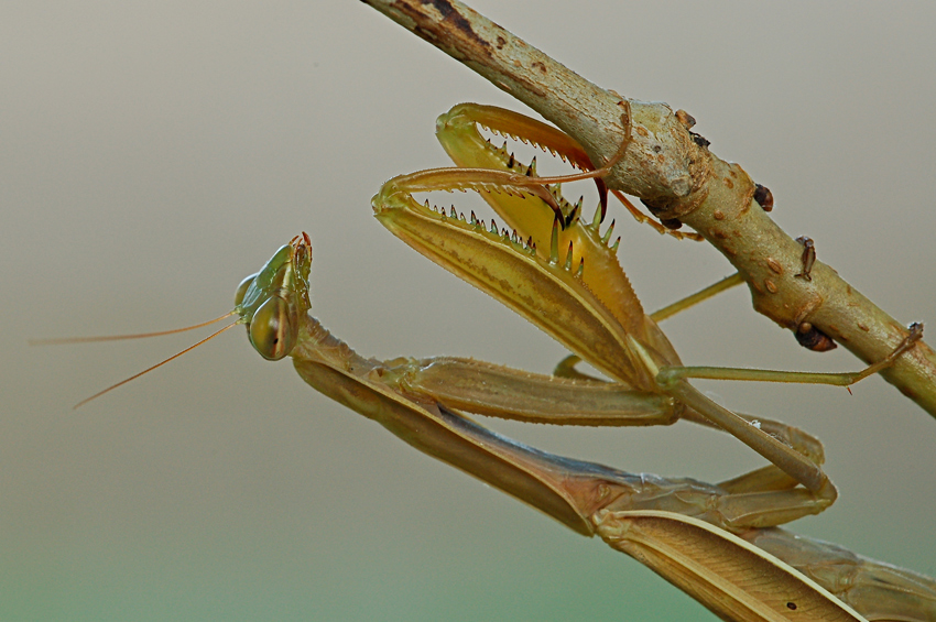Particolari di mantide