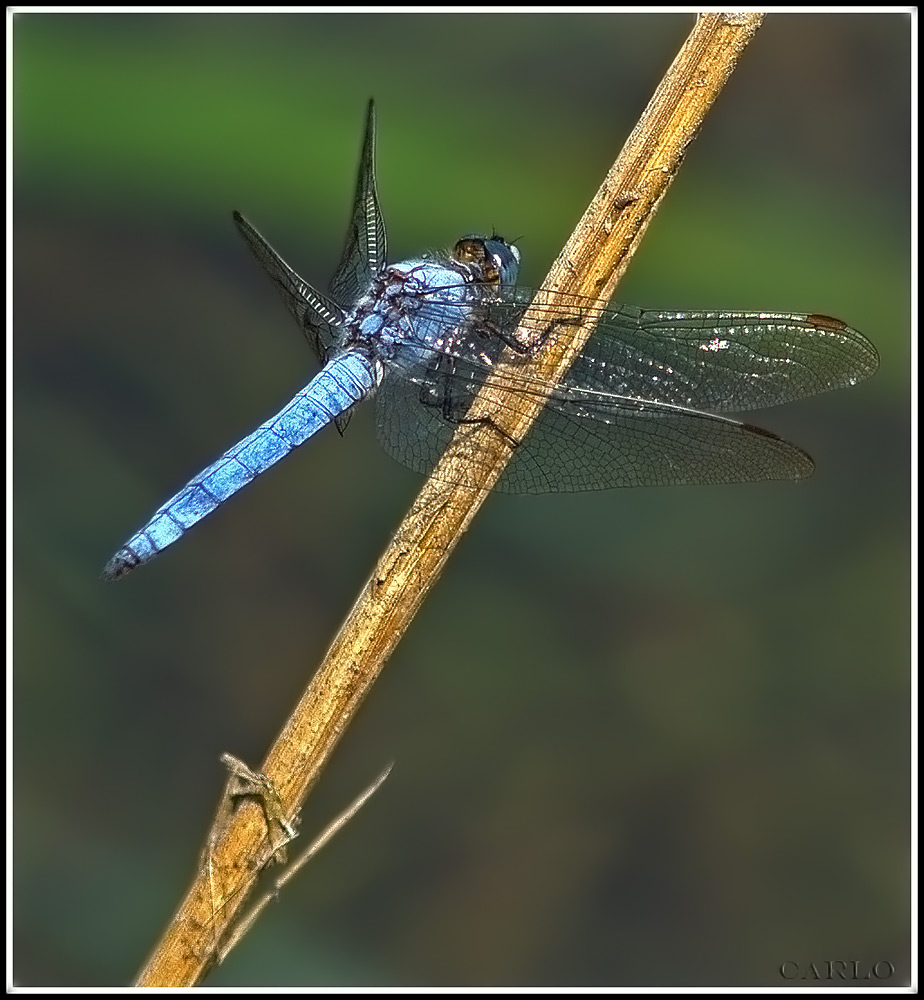libellula