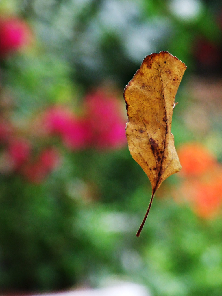 Autunno... cadono le foglie