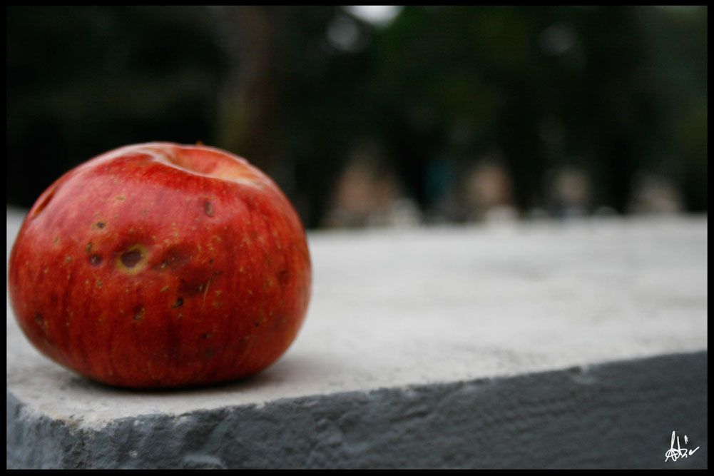 Old apple