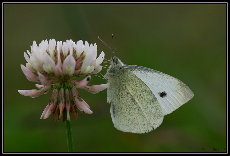 white e yellow batterflay