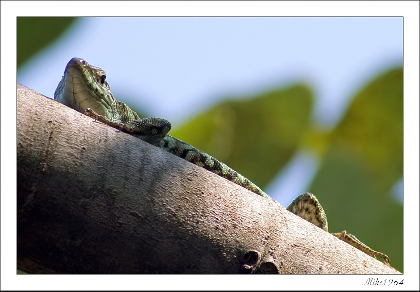 Lucertola su ramo di fico
