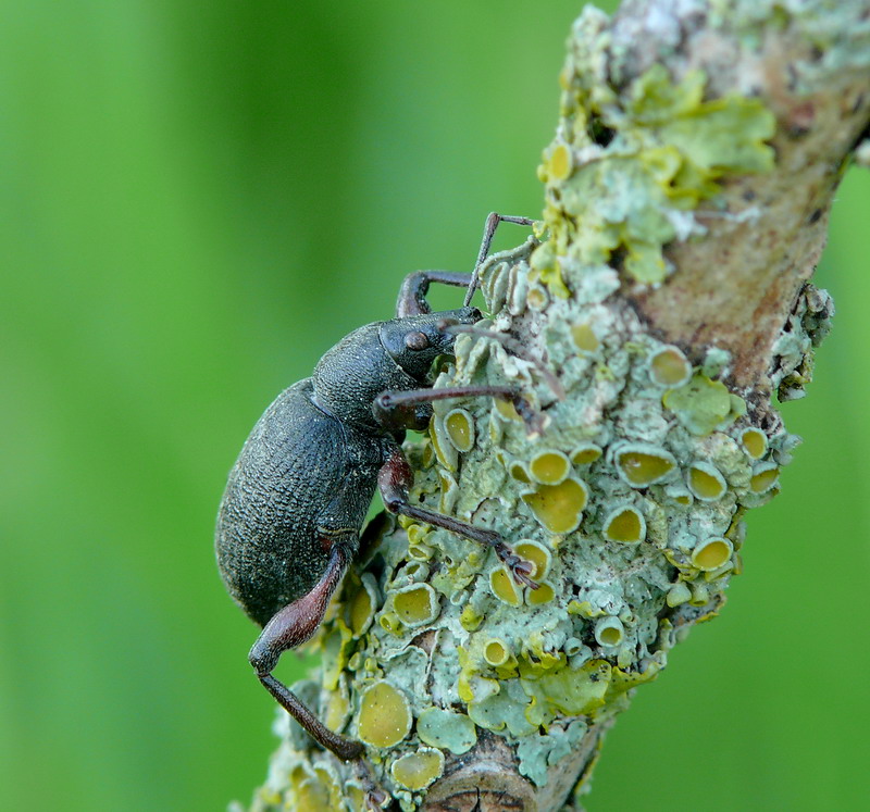 Otiorrhynchus Armadillo