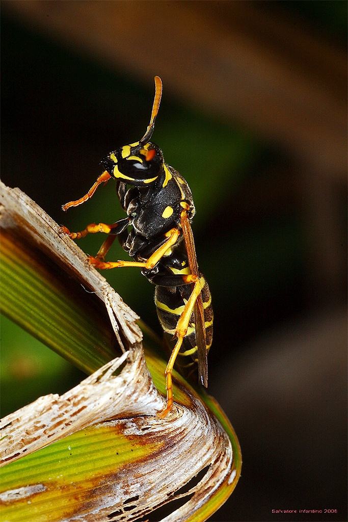 ...in preallarme...!!!