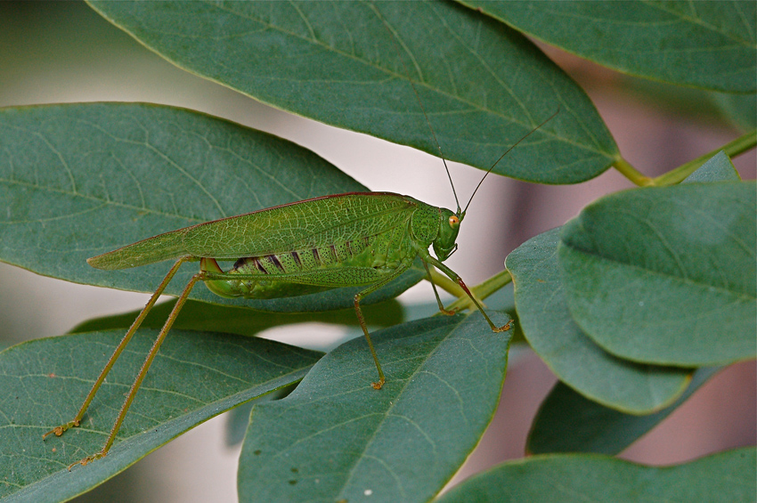 Tettigonide