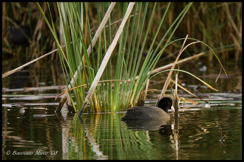 Fulica atra - Folaga - Coot