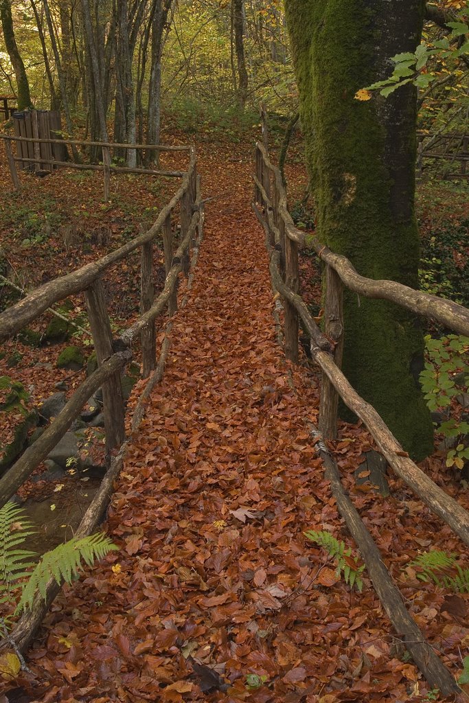 nel bosco d'autunno
