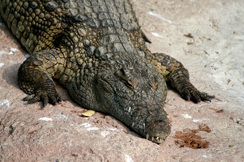 Il coccodrillo con i piedi per terra...