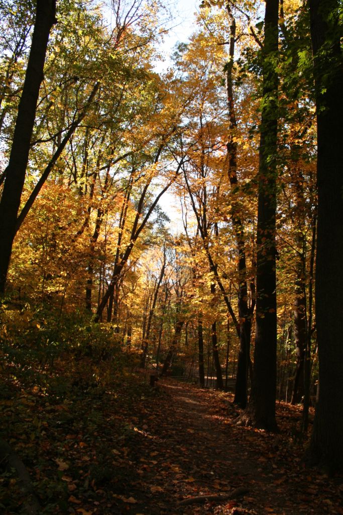 Autunno in Frick Park