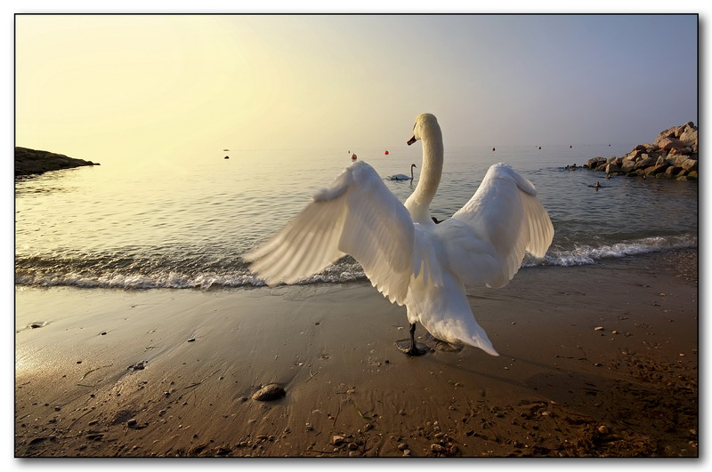 Contemplando il Sole