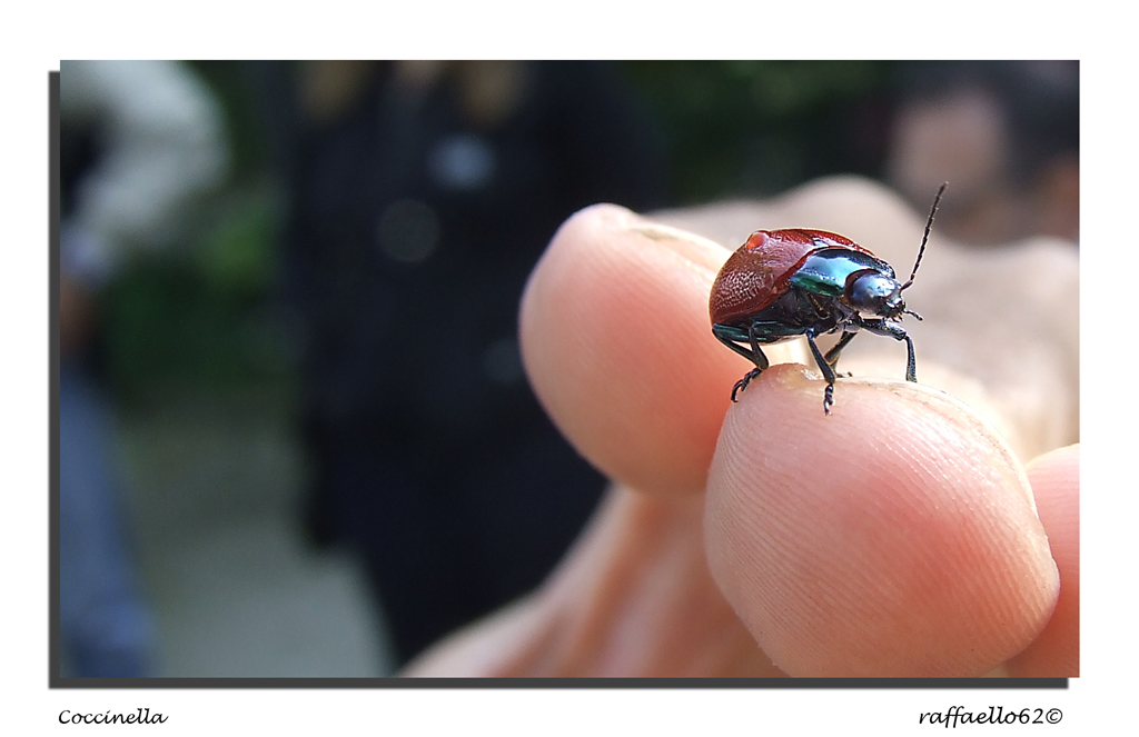 coccinella