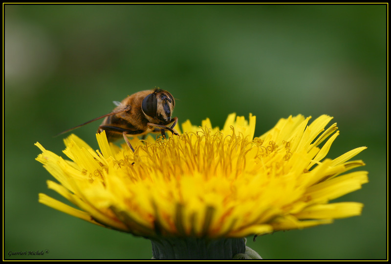 guarda quanto polline