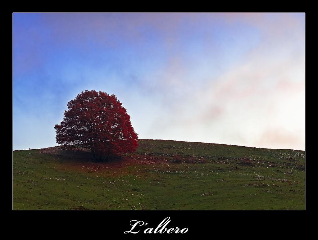 l'albero