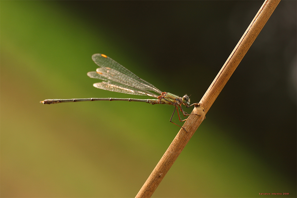 Semplici Sfumature !!!