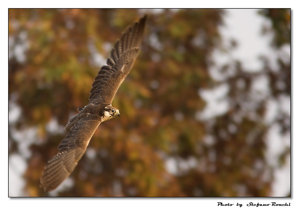Il volo del falco
