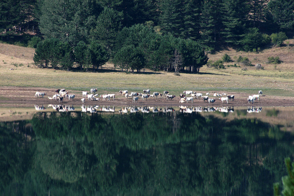 RIFLESSI "AL PASCOLO"