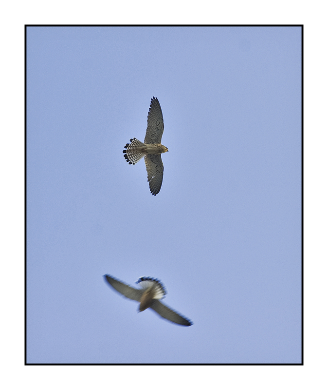 ...grillaio in panning...