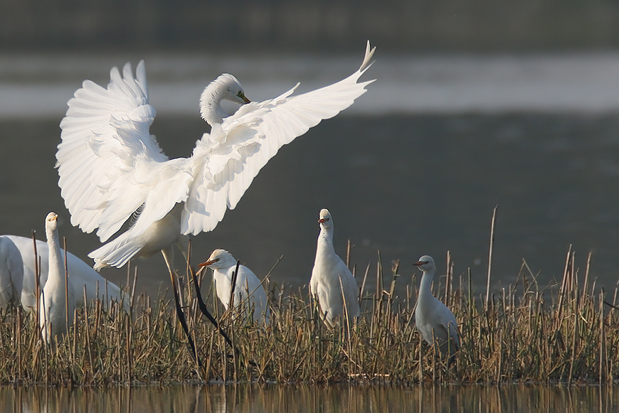 Atterraggio fra i Guardabuoi