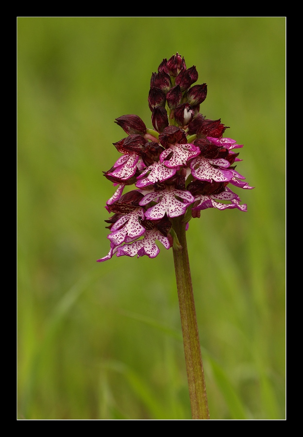 Orchidea selvatica
