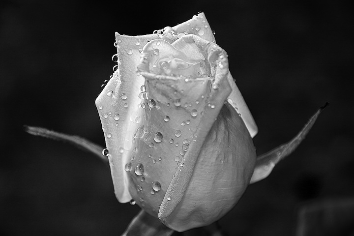 una rosa in bianconero
