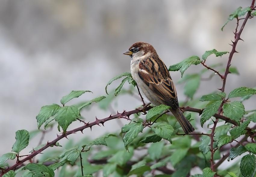 Passerotto bagnato fra i rovi...