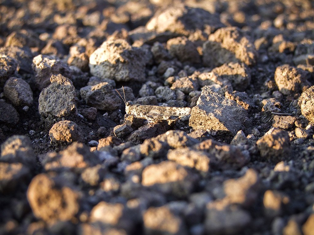 Mimetizzazione Perfetta