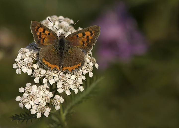 Lycaena plhaeas