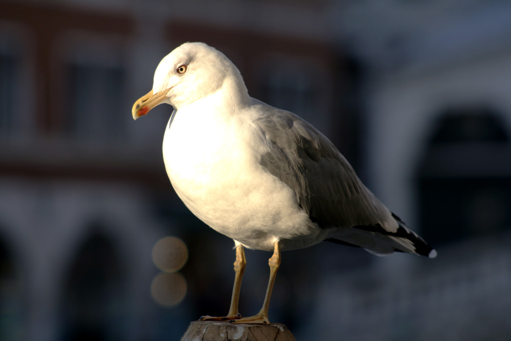 Proprio tutti a Venezia!!