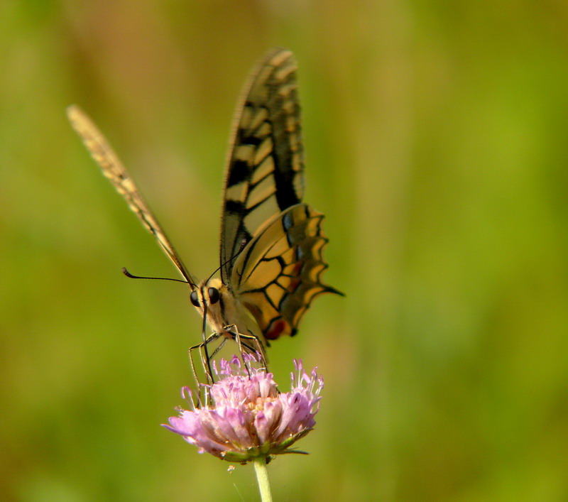 Papilio Macaon