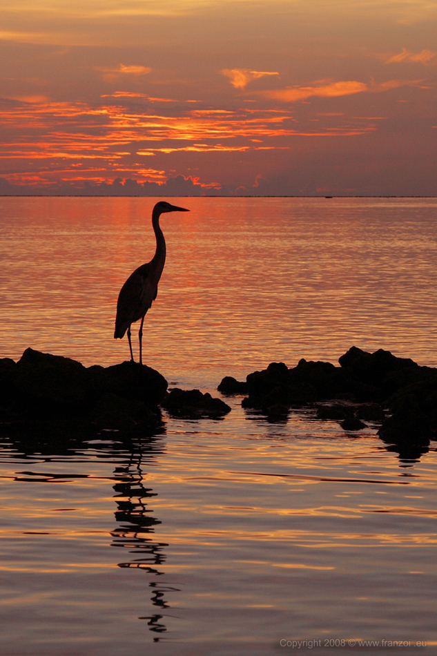 IN ATTESA DELLA NOTTE #2