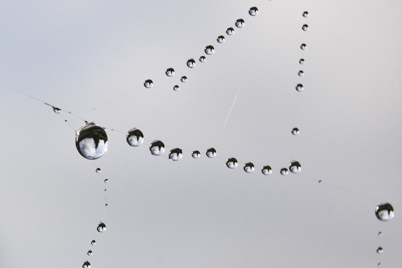 Composizione su (ragna)tela