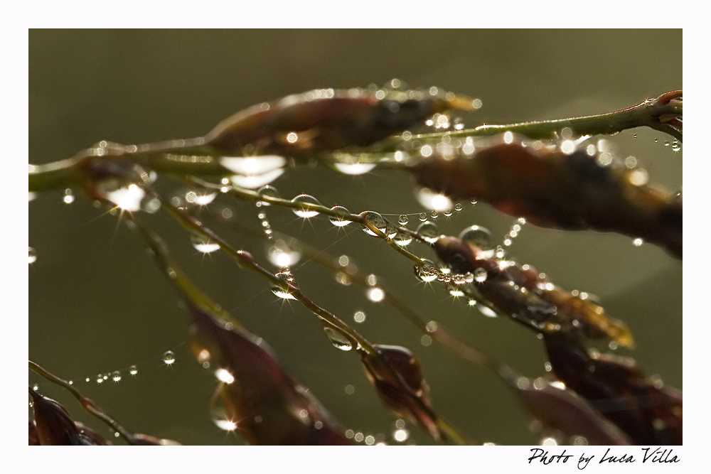 Gocce di luce