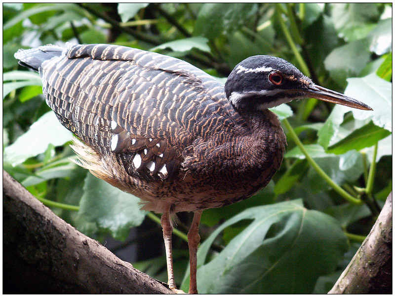 Oasi S. Alessio - img 03