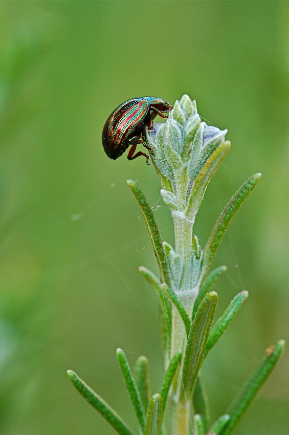 Coleottero su rosmarino