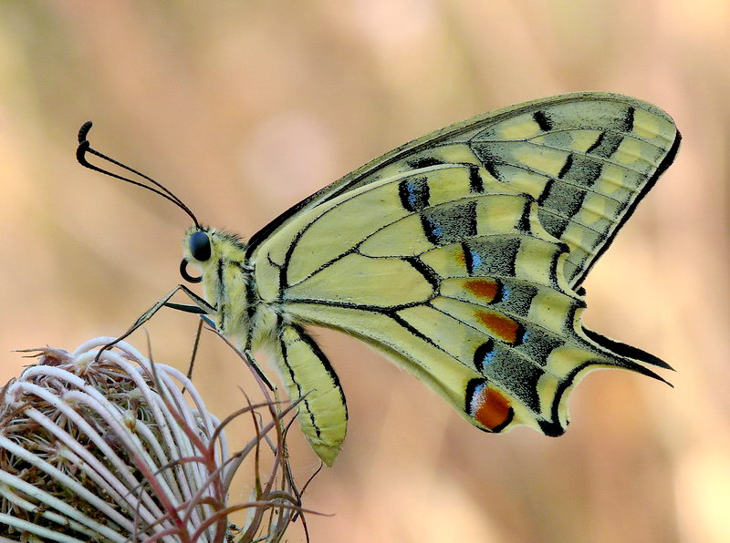 Papilio Macaon
