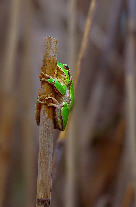 Speriamo che non mi veda.....