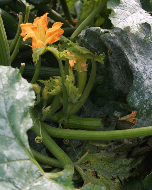 Fiore di zucchina...
