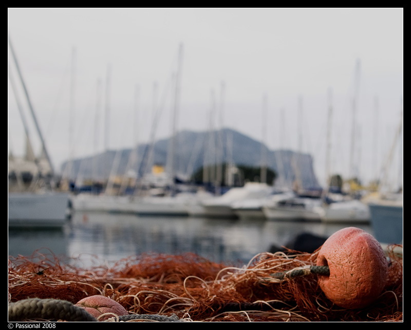 Le rete gli alberi e anche Montepellegrino