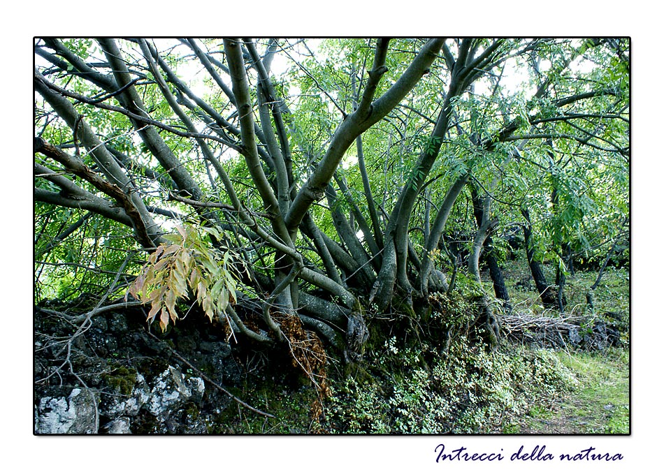 Intrecci della natura