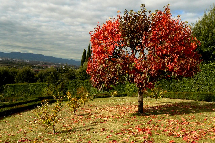 Rosso d'autunno