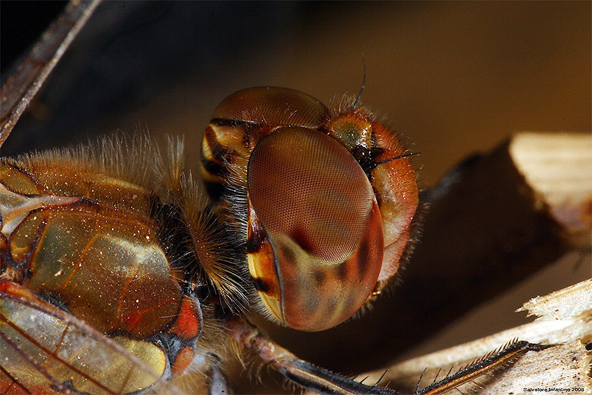 Profili...o quasi...!!!