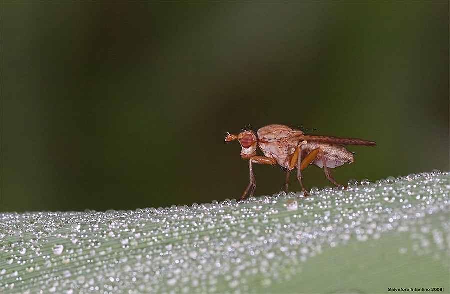 ...ho perso la mia biglia...