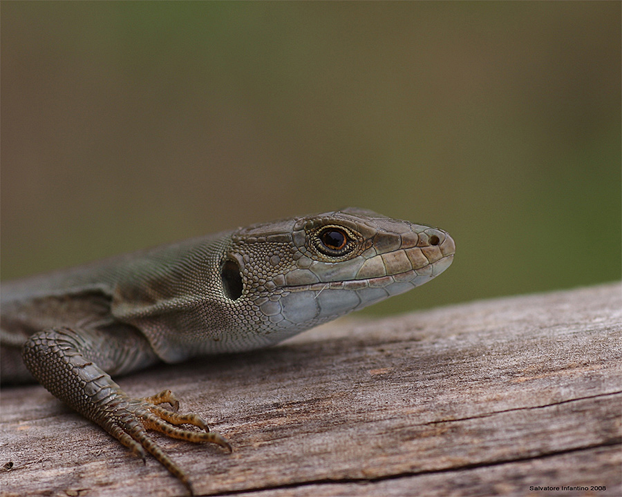 Incontro Ravvicinato !!!