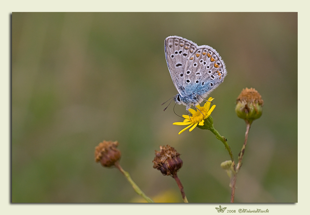 L'ultimo posatoio fiorito